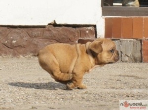small-dog-running
