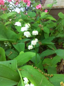 lily of valley
