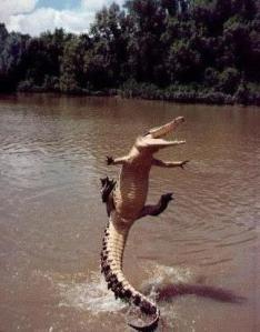 Jumping_Gator