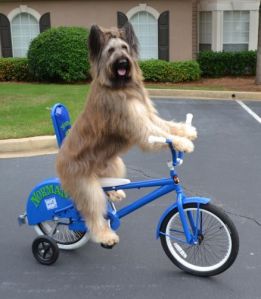 Norman the Bike Riding Dog
