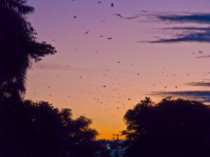 bats_at_dawn_img_3065