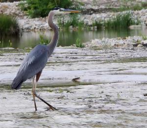 salado heron