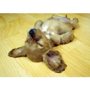 Courtesy 2milliondogsblog.wordpress.com