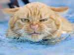 swimming_cat