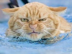 swimming_cat