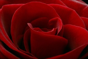 red-rose-side
