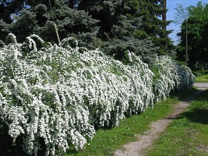 spirea