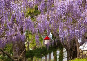 wisteria