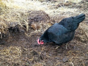 chicken in dirt