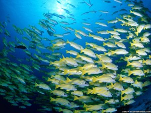 blue-banded-sea-perch-fish-wallpapers